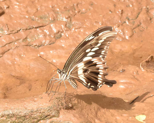 Constantine's Swallowtail
