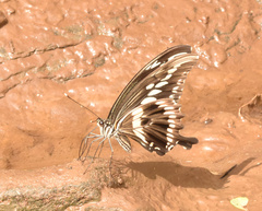Papilio constantinus constantinus