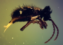 Ptinus tumidus