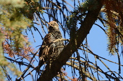 Sturnus vulgaris