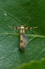 Stathmopoda pedella