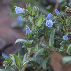 Echium parviflorum