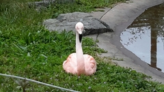 Phoenicopteridae