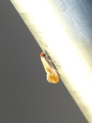 Tinea semifulvella