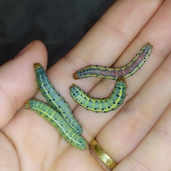 Argyrosticta decumana