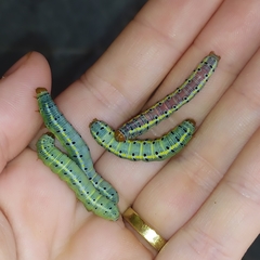 Argyrosticta decumana