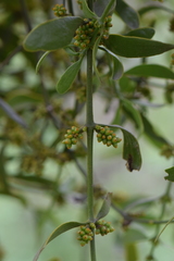 Phoradendron brachystachyum