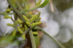 Phoradendron brachystachyum