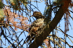 Sturnus vulgaris