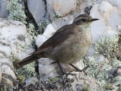 Cinclodes comechingonus