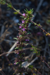 Micromeria graeca
