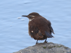 Cinclodes atacamensis