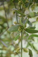Phoradendron brachystachyum