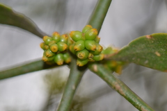 Phoradendron brachystachyum