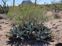 Agave cerulata subcerulata
