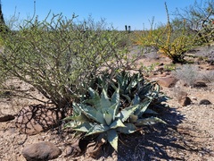 Agave cerulata subcerulata