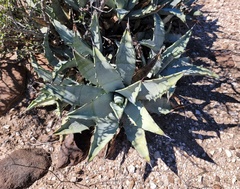 Agave cerulata subcerulata