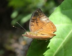 Bebearia mardania