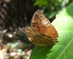 Bebearia mardania