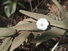 Distimake tomentosus