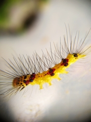 Calodesma quadrimaculata