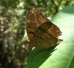 Bebearia mardania