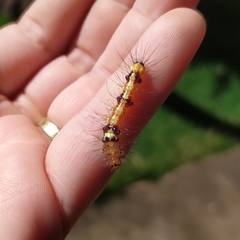 Calodesma quadrimaculata
