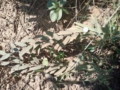 Distimake tomentosus