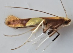 Caloptilia packardella