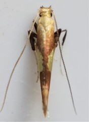 Caloptilia packardella