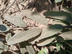 Distimake tomentosus