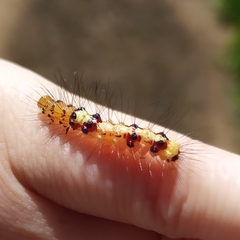 Calodesma quadrimaculata