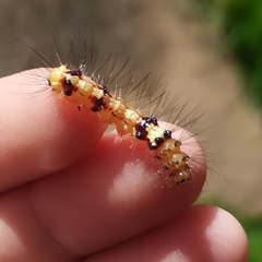 Calodesma quadrimaculata