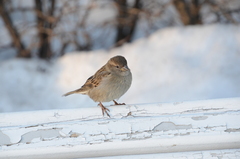 Passer domesticus