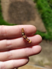 Calodesma quadrimaculata