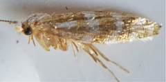 Phyllonorycter comptoniella