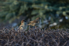 Passer domesticus