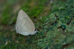 Strephonota elika
