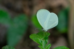Leucidia elvina