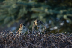 Passer domesticus