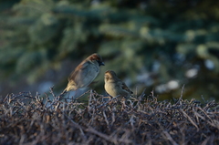 Passer domesticus