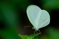 Leucidia elvina