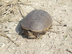 Kinosternon flavescens