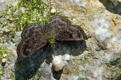 Staphylus chlorocephala