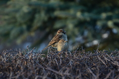 Passer domesticus