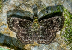 Staphylus chlorocephala