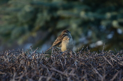 Passer domesticus