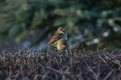 Passer domesticus