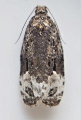 Apotomis capreana