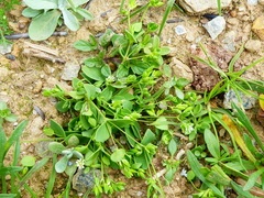 Drymaria glaberrima